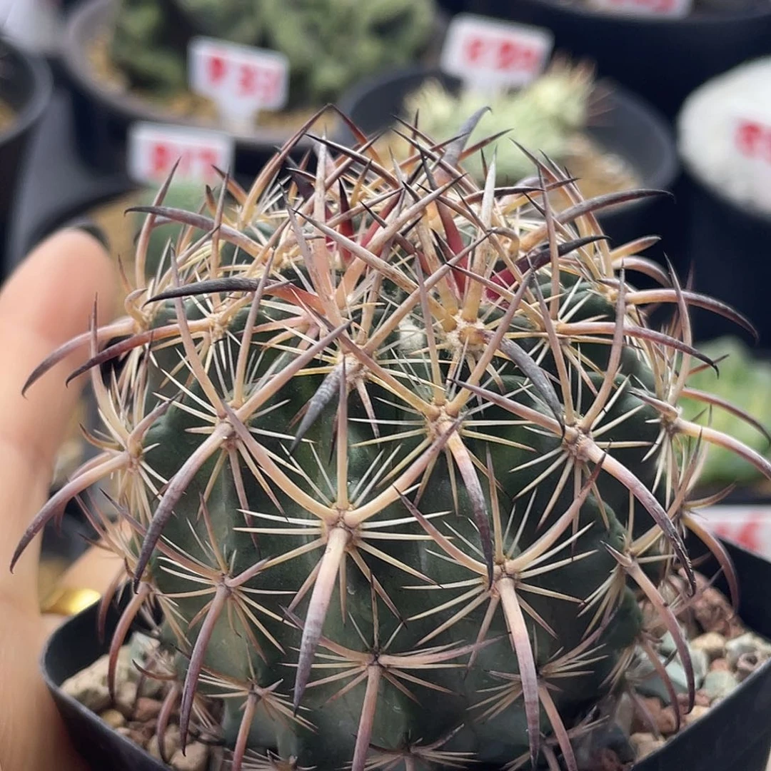 实生狂刺虎爪玉仙人球小