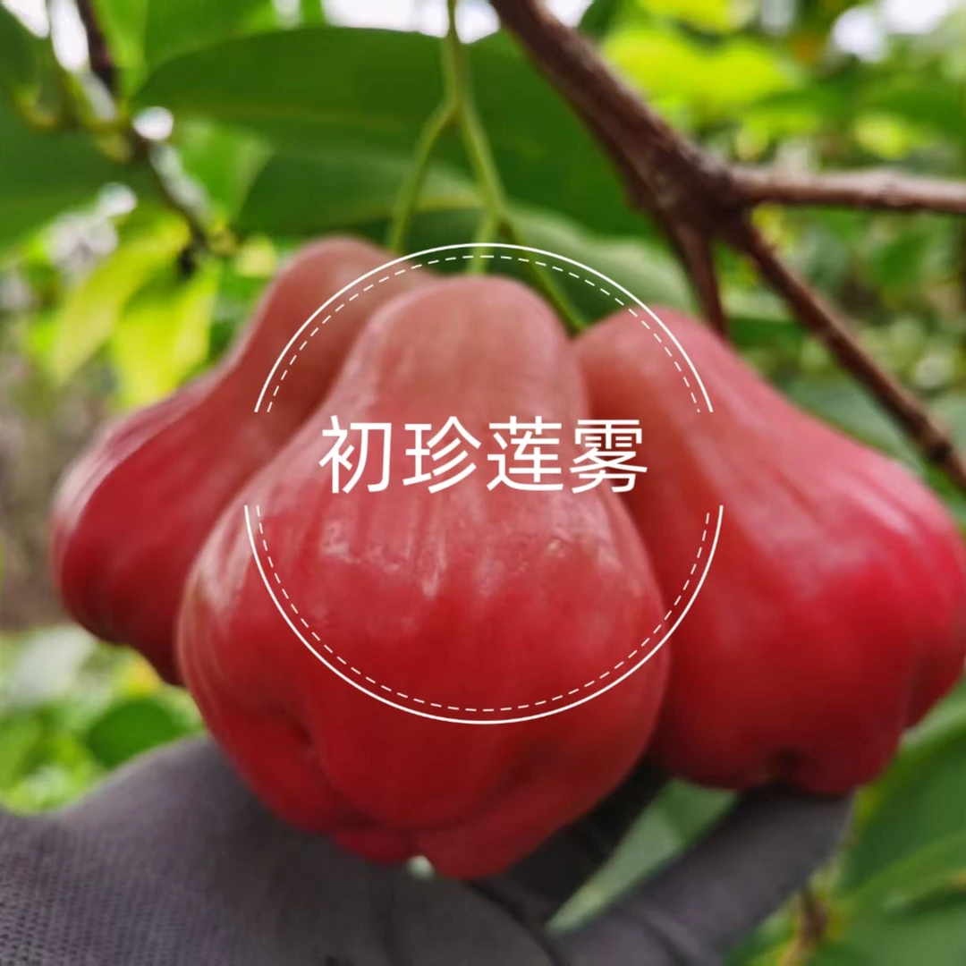 【黑糖芭比莲雾】个大脆甜多汁树上自然熟果园现摘现发顺丰包邮