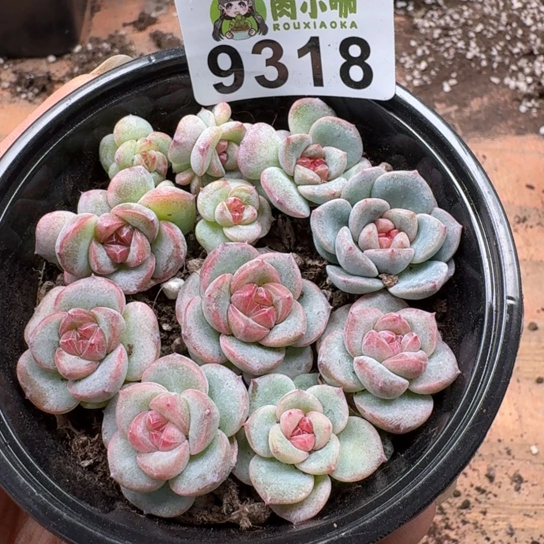多肉植物多肉植物