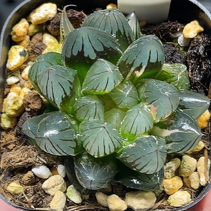 116双头龙爪玉露锦