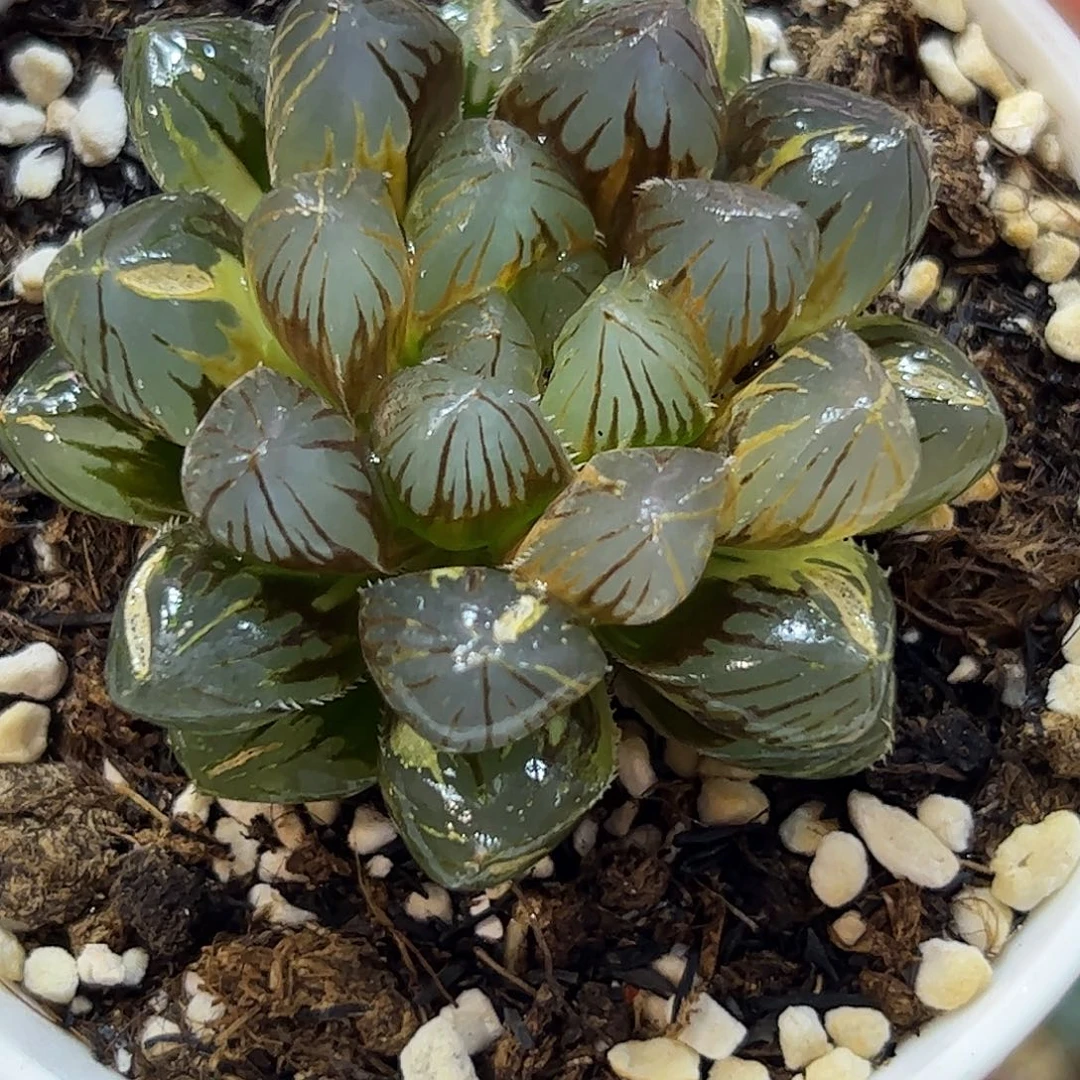 龙爪锦十二卷多肉植物