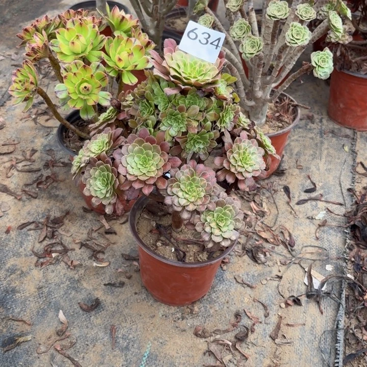 红铜中班锦多肉植物不包损634