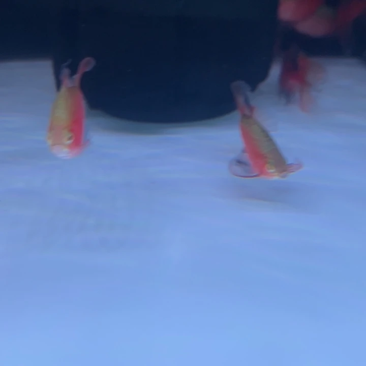 锦鲤大帆玫瑰几大种公