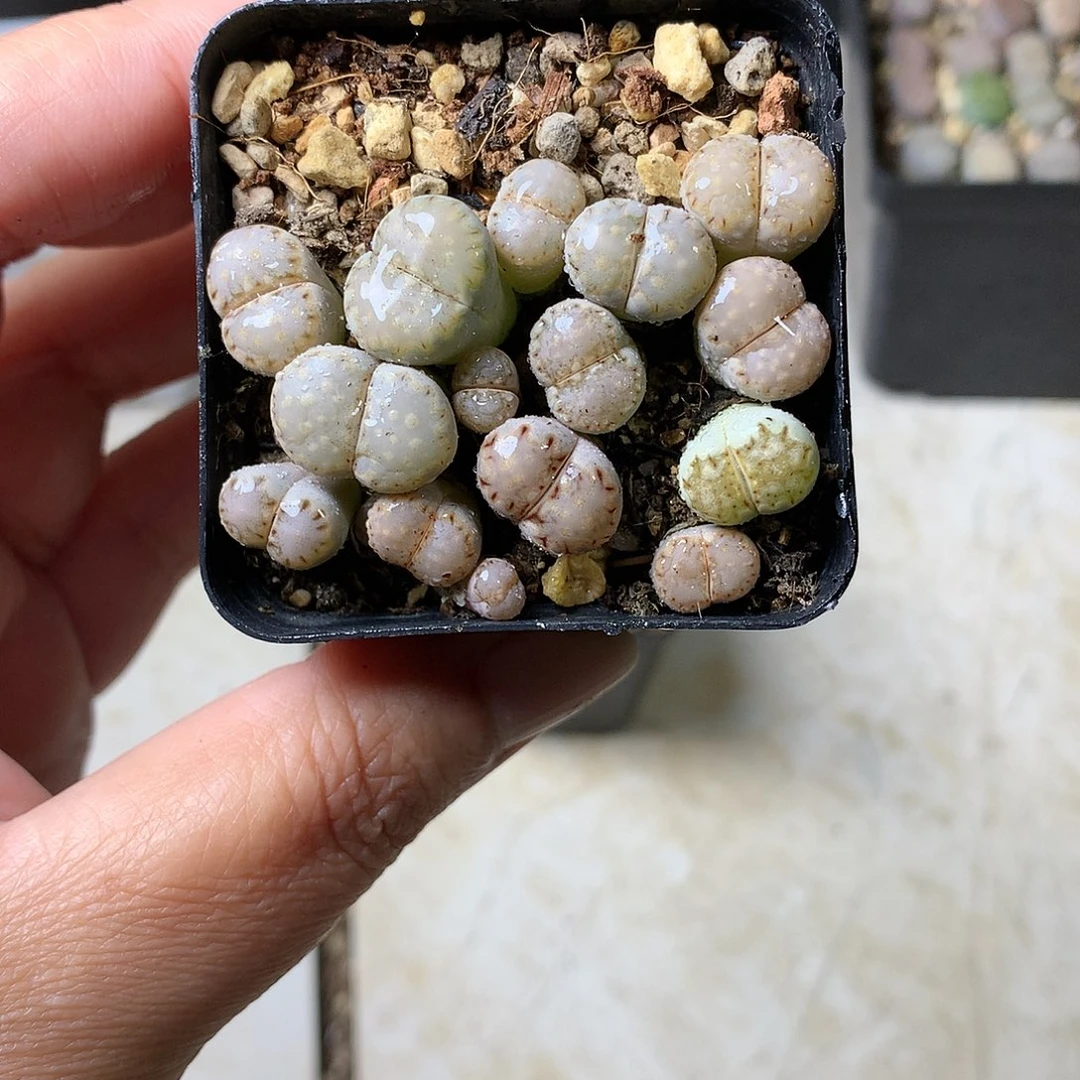 W315多肉植物保护