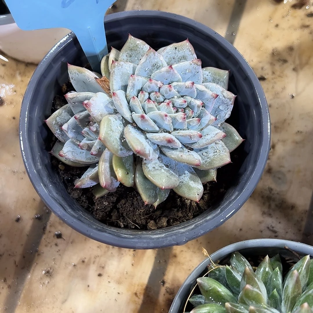 粉蓝鸟缀24号多肉