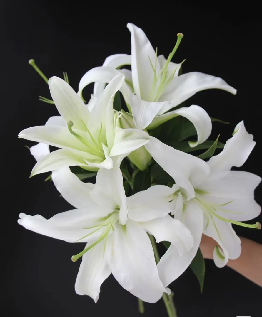 白色香水百合鲜切花家用插花云南直发（无理由差/评，仅退款拉嘿）