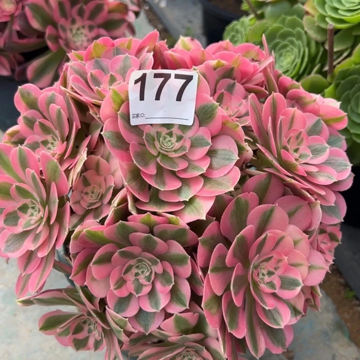 177女巫25厘米左右