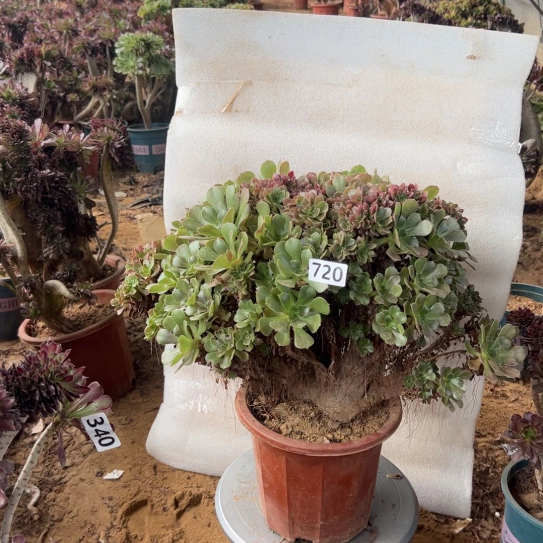 玫瑰朵朵缀有伤720官府40