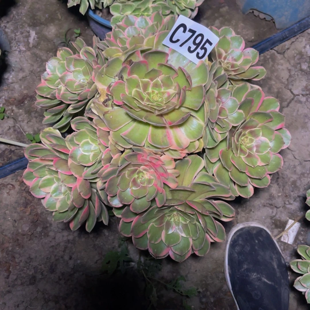 粉花妖26/////34包邮