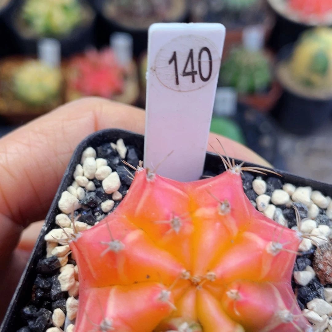 盆5公分满25包邮裸根发货