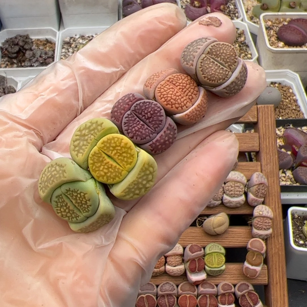 懒*?01109号 巴黎5个 多肉植物