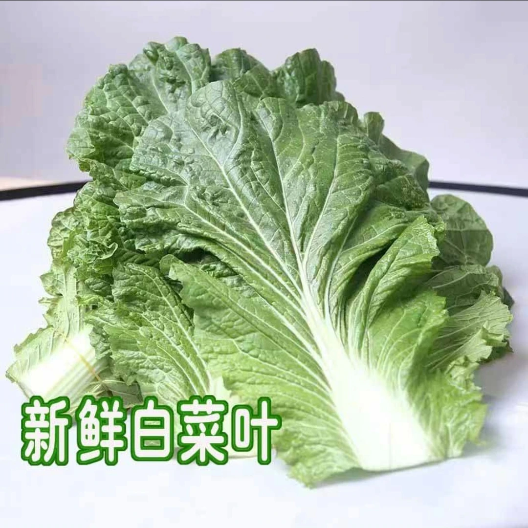 东北特产饭包叶白菜叶打包叶新鲜采摘营养美味包邮