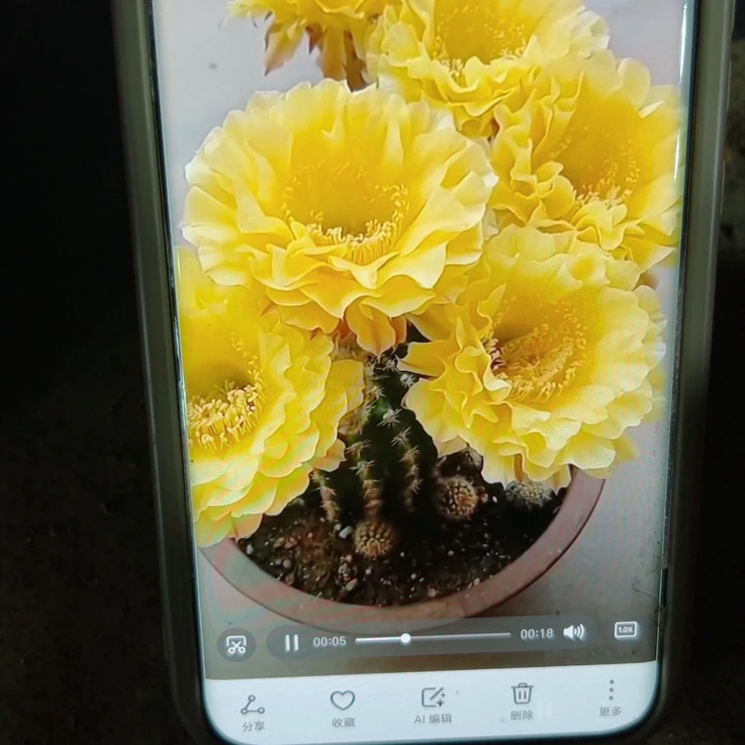 下96彩草娇媚根7公分左右脱土发货20包邮