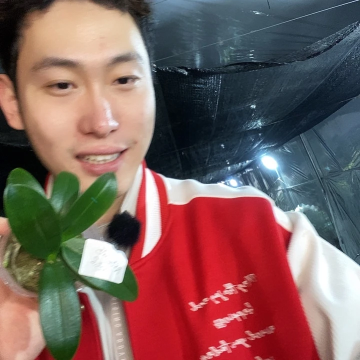 无花朵小蓝雨蝴蝶兰