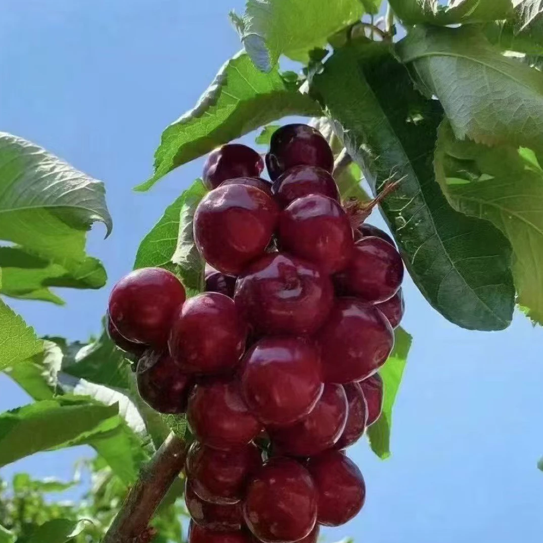 飘飘家～汉源正宗车厘子苗黑珍珠