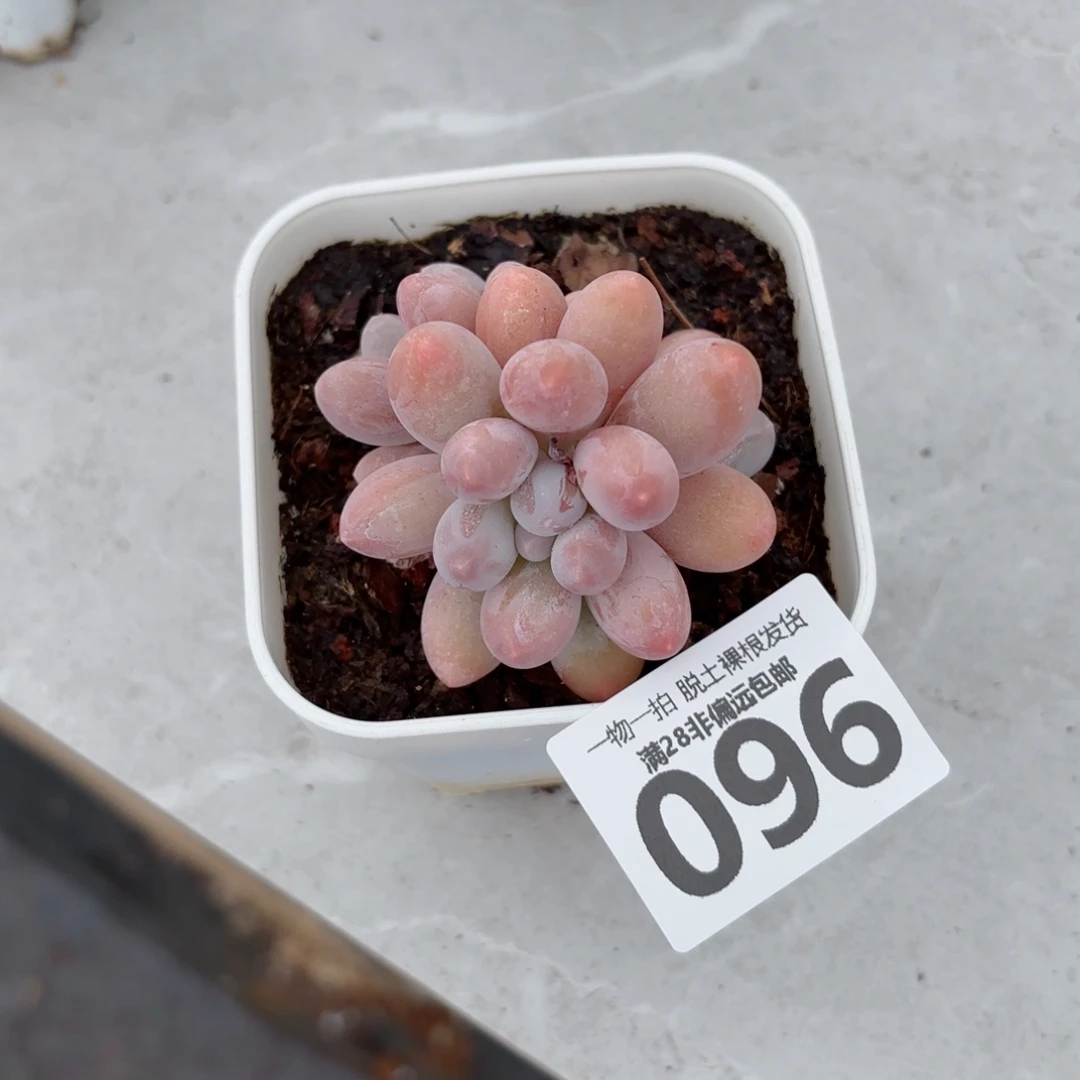 汤圆多肉多肉多肉多肉