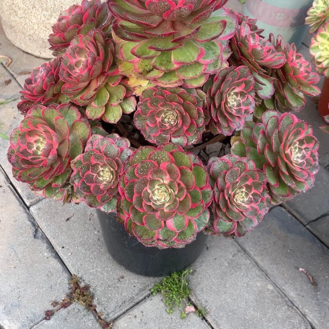 粉花妖老桩手捧58