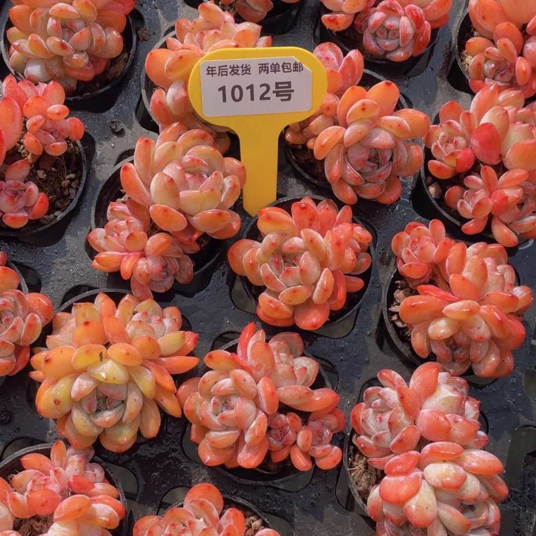 1012号韩版全明星群生2个