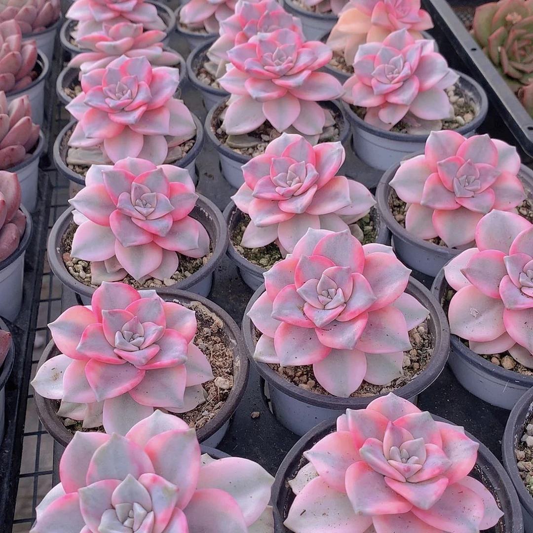 紫乐锦23466788999909