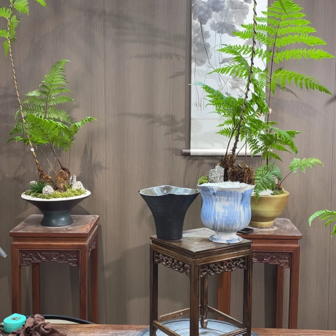 【闪购商品】不开花植物杨*蕨类