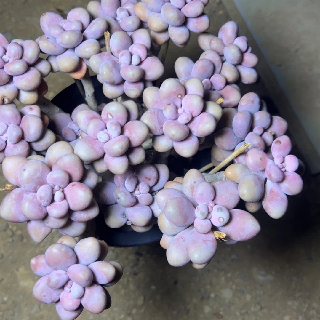 桃蛋多肉，一物一拍