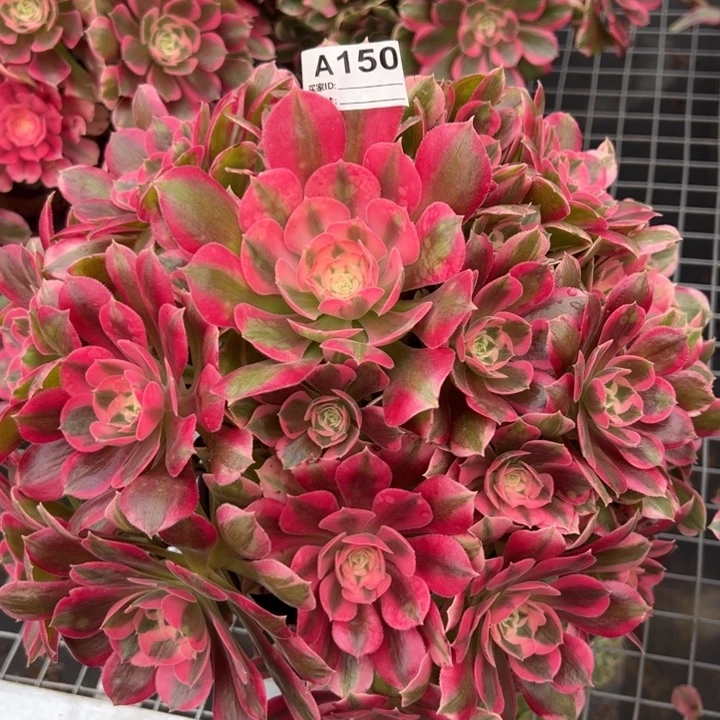 150妖月30厘米左右多肉