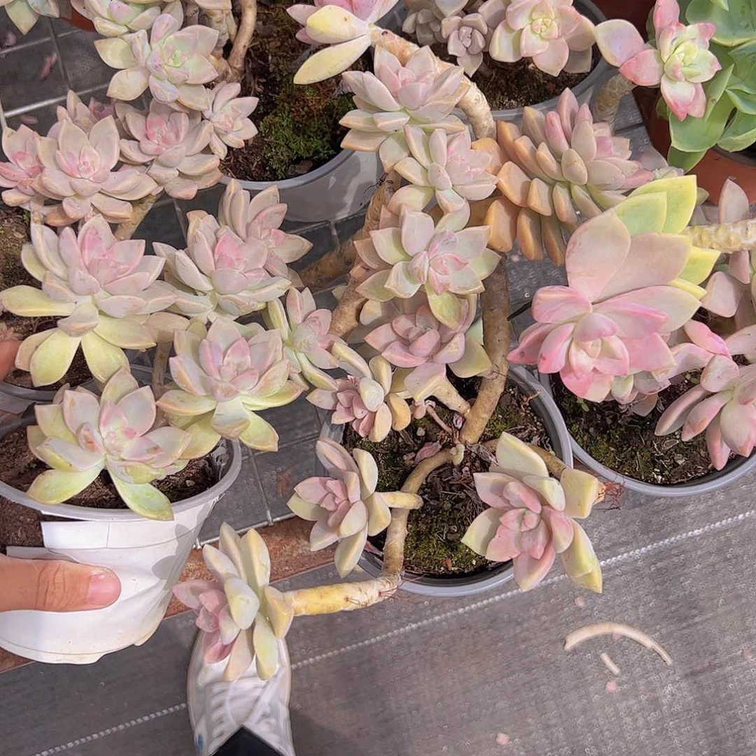 淡雪幽灵公主多头造型精品三盆