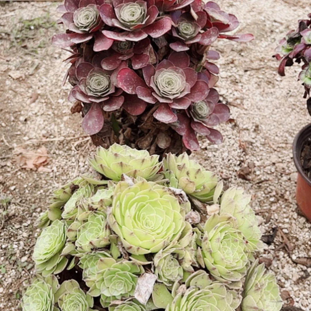 【闪购商品】无花朵芝4号玫金玫瑰，拉丝