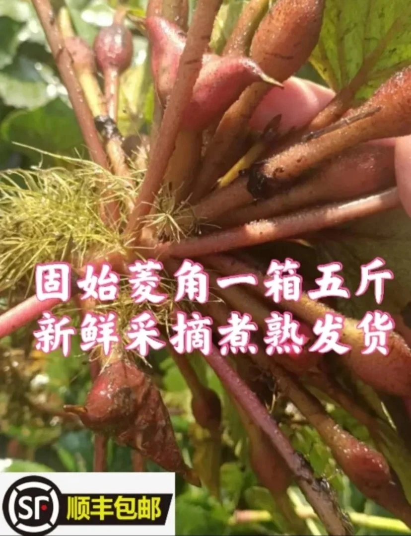 固始菱角一箱5斤 顺丰包邮