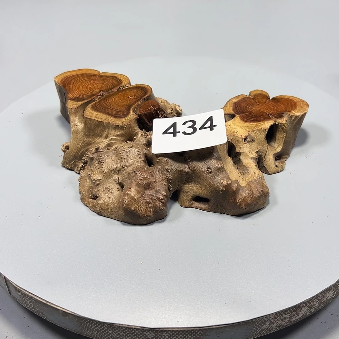 大果紫檀（缅甸花梨）古****?