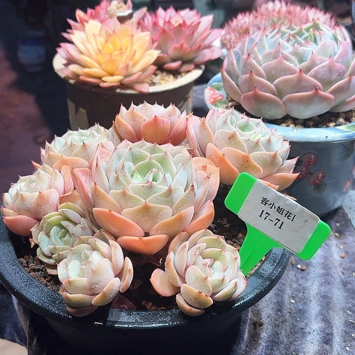 17.71璨露带盆一个