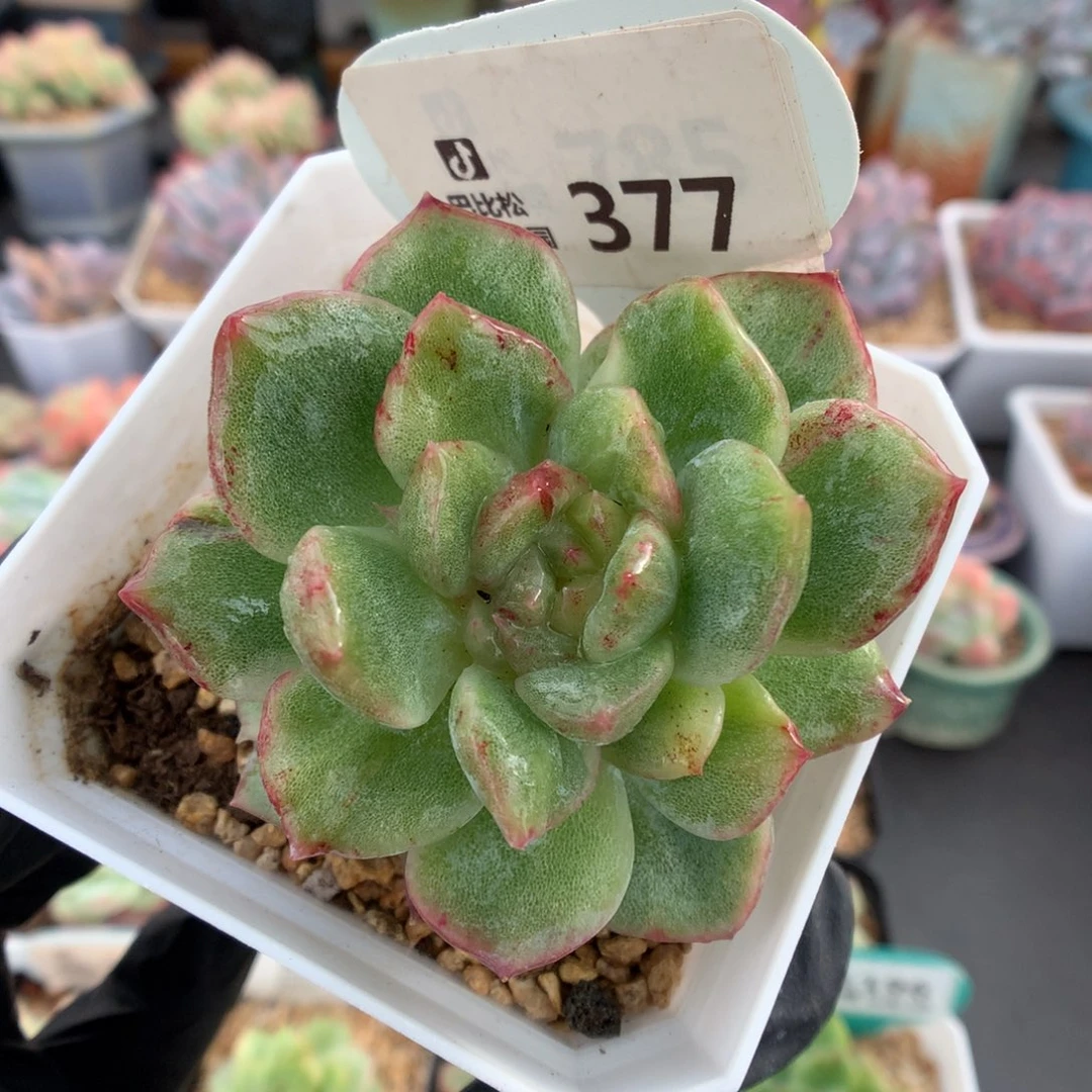 377 珍妮石化多肉