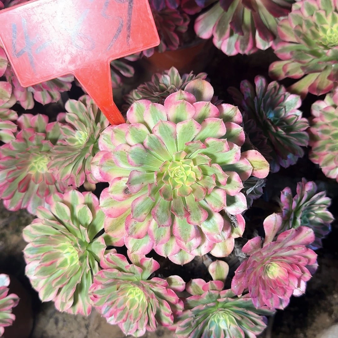 4-839祝融多肉法师