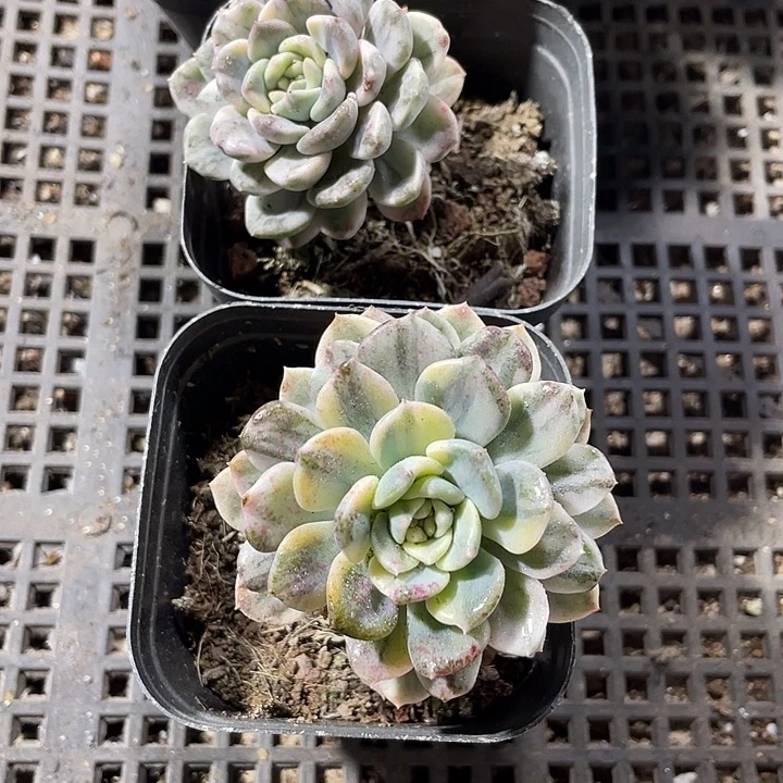 粉布偶锦带哦土发