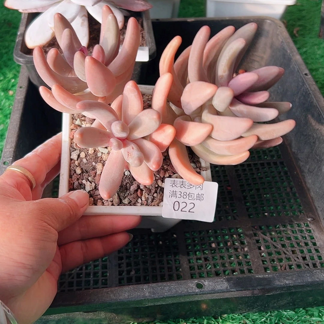 多肉一物一拍植物022