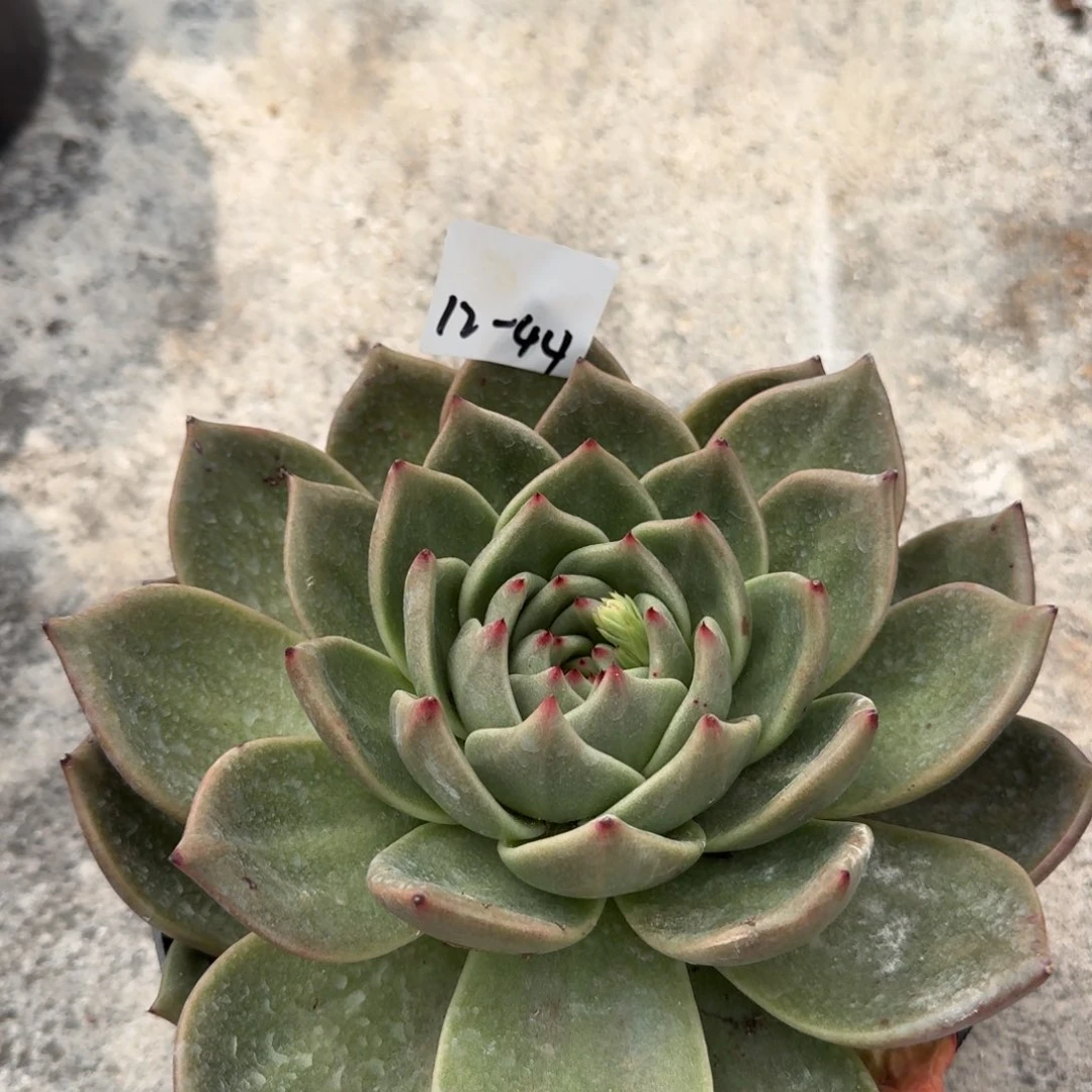 特大东云杂交一颗量拍12-44