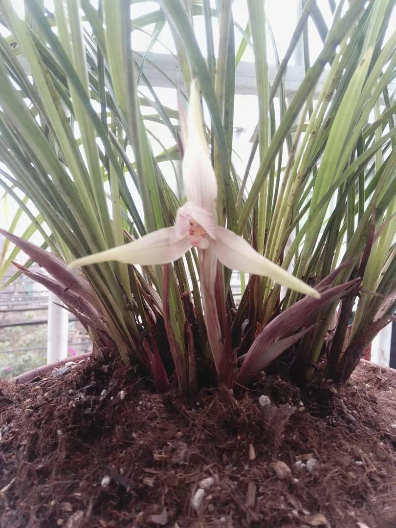 浓香型兰花苗带花苞春季开花易养绿植盆栽