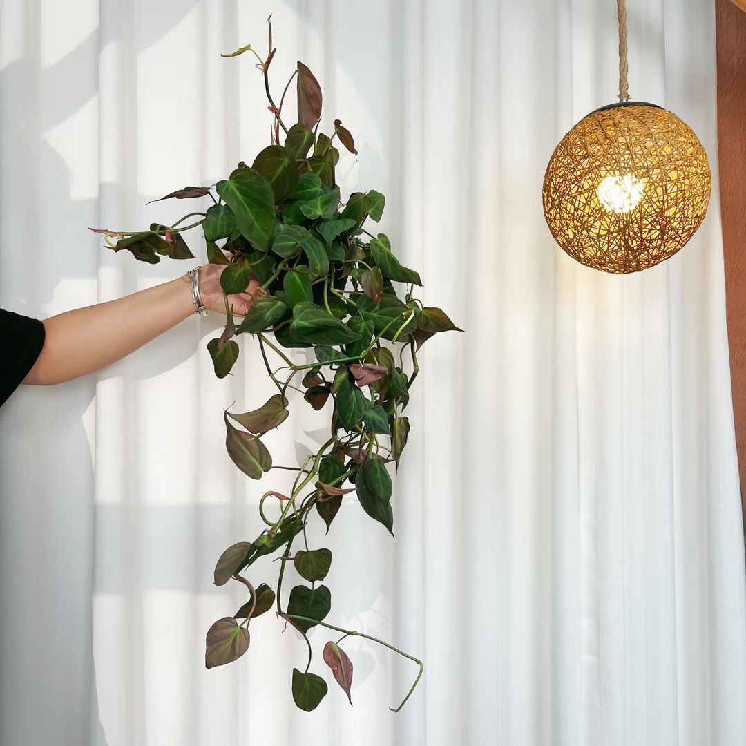 小吊云母蔓绿绒垂吊网红爬藤盆栽室内观叶小众植物