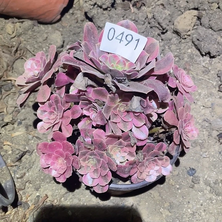 多肉植物法师491美杜莎