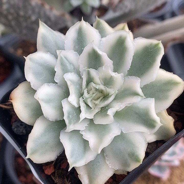 子***华70紫蝴蝶锦多肉植物