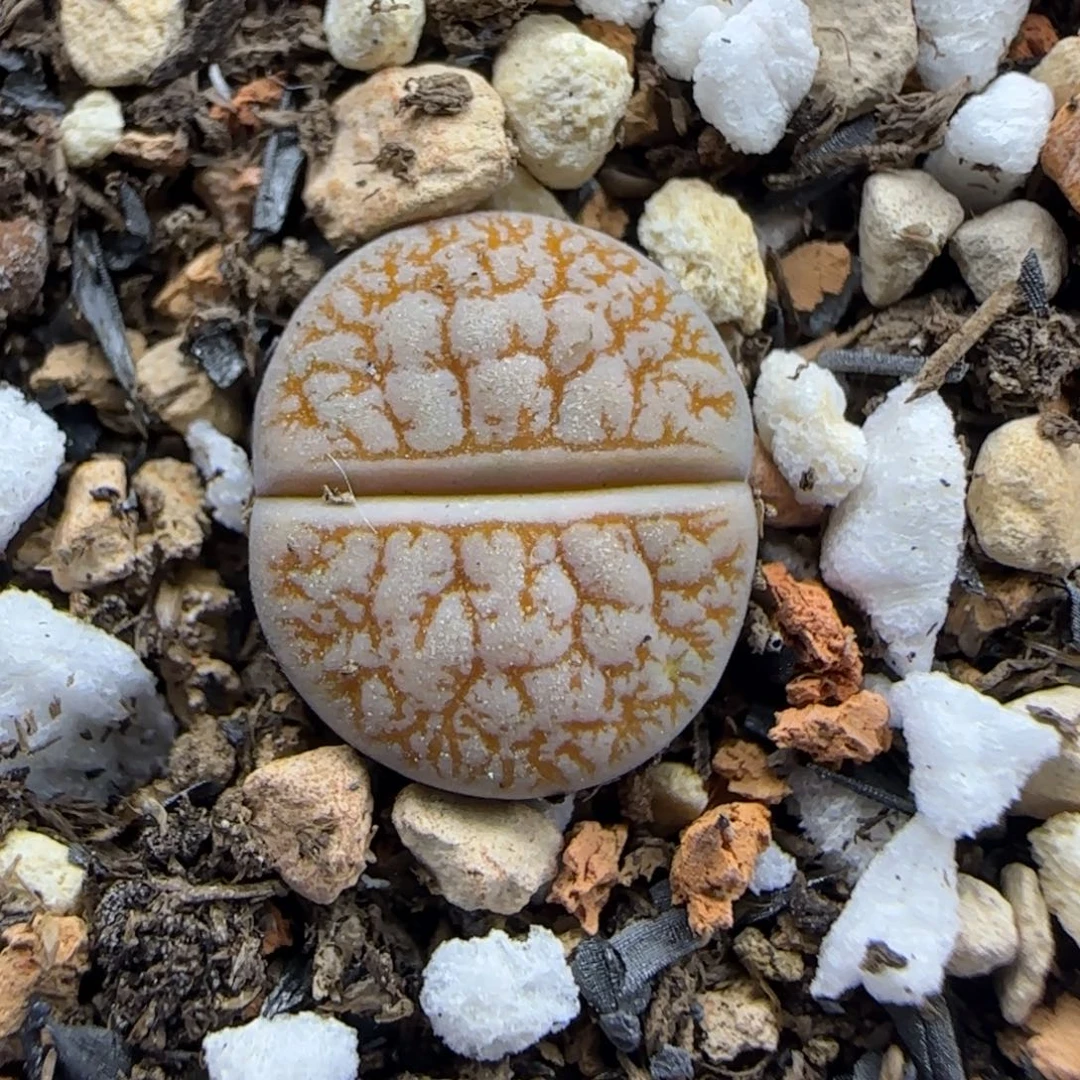 430 生石花大棚直播