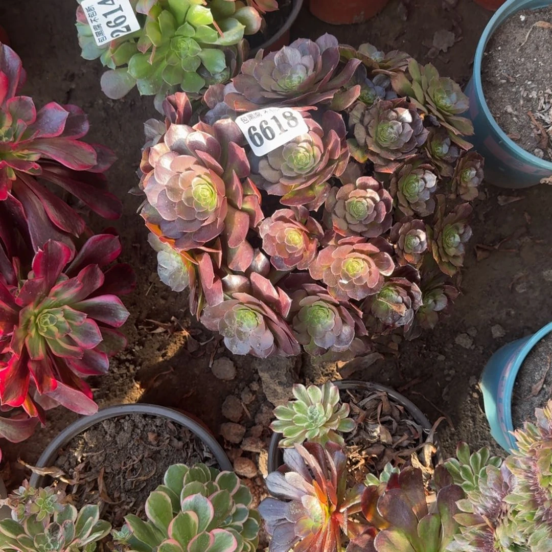 法师墨染19_8。6618