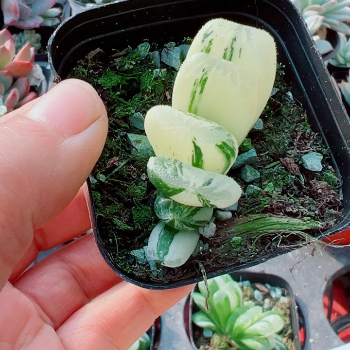 雨露锦多肉植物1113
