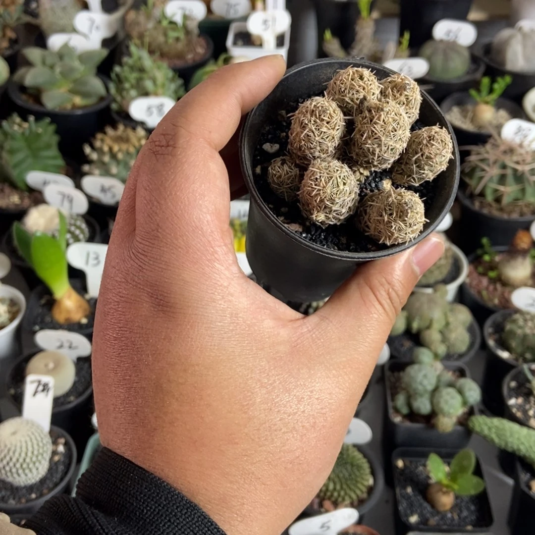 多头紫王子一物一拍