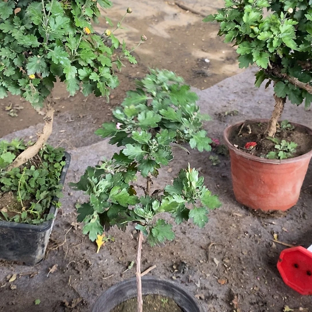 H***d完全开放盆景菊花菊花