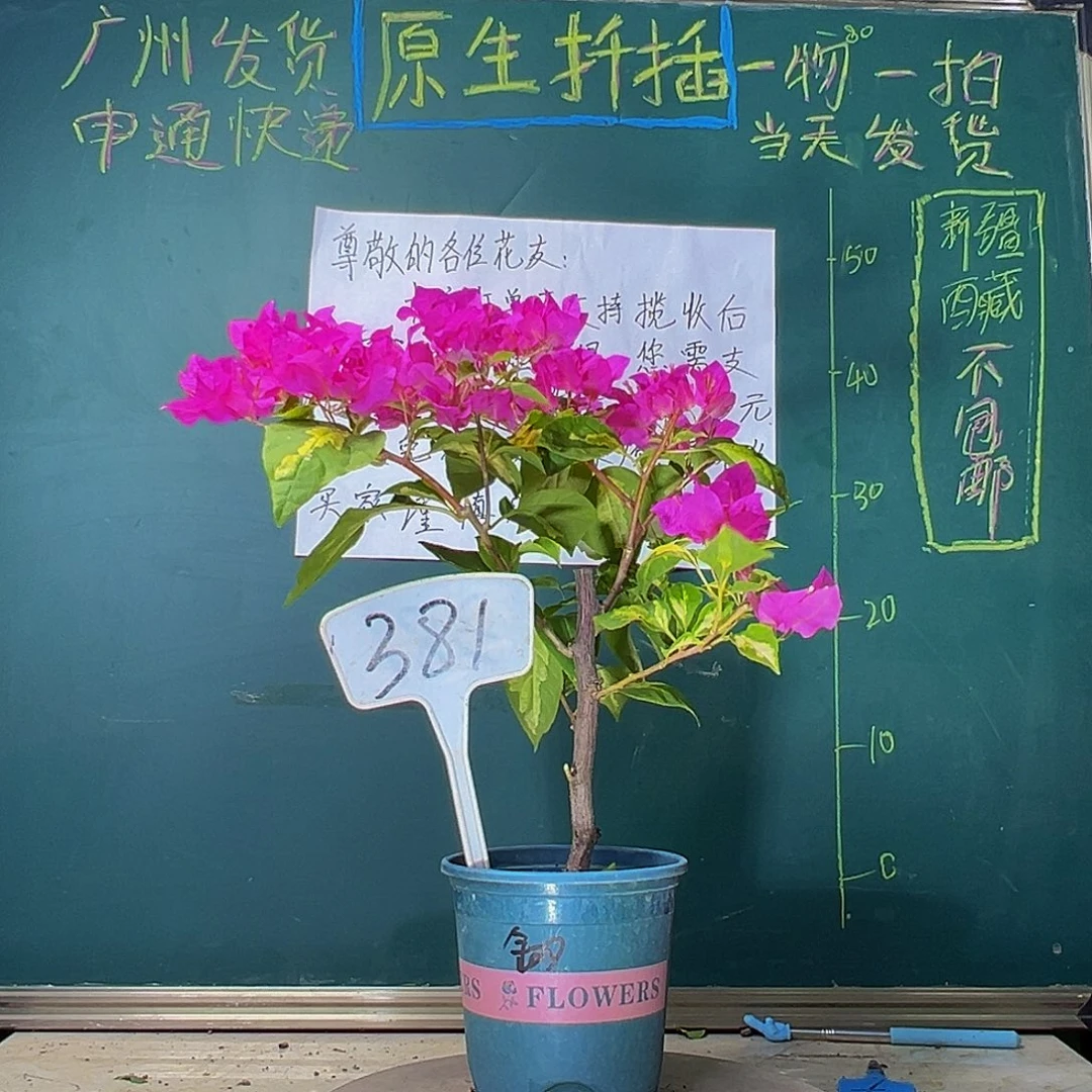 当前无花栽培后可以开花金心双色381