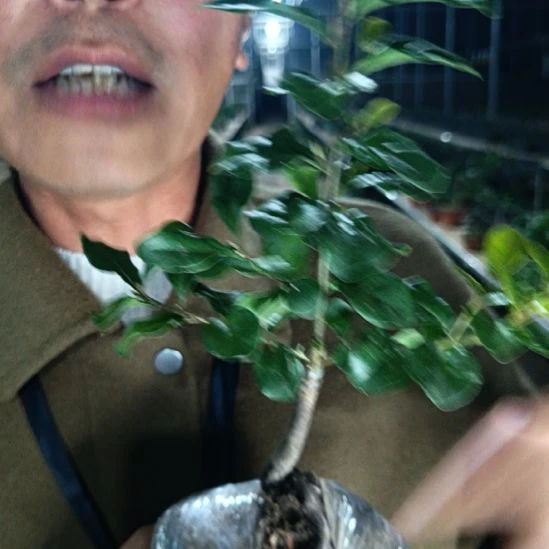 无花朵金弹子中国红100