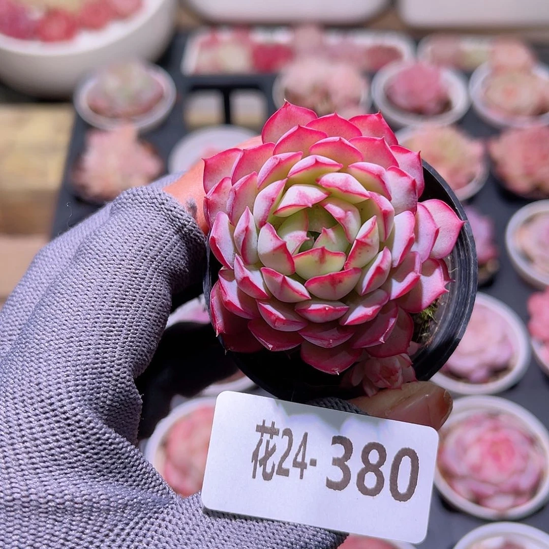 花24-380桃花雨单头