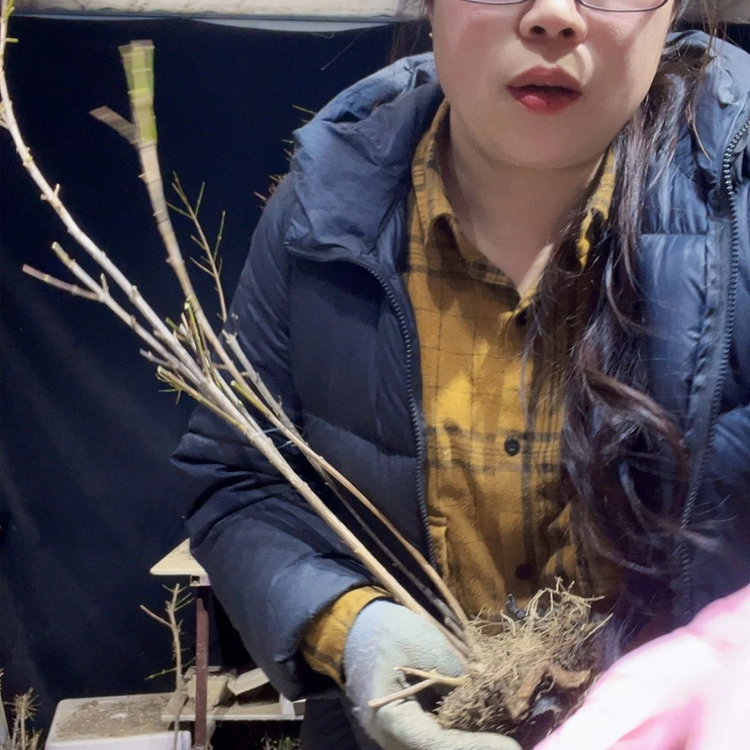 禅**生金雀盆景素材运费