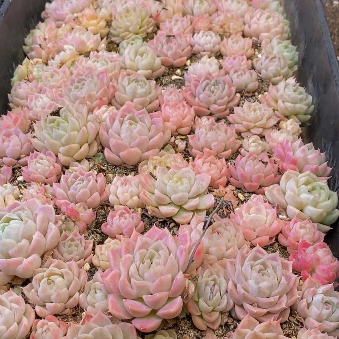 167多肉植物保护研究所所长助理